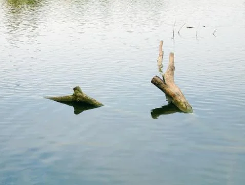 Tranquil Scenery of Cut Tree Trunks in Water Stock-Fotos