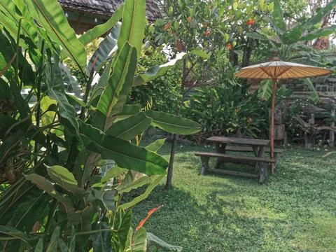 Tranquil Scenery of Green Plants Against Blur Asian Backyard Background Stock Photos
