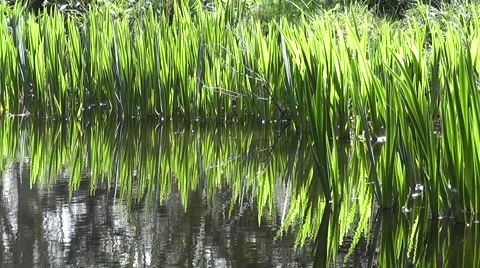Tranquil Scenery Reflecting Lake in Summertime 動画素材 50577752