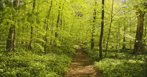 Tranquil Scenery Walking Along the Forest Path on a Sunny Day Stock-Footage 134084023