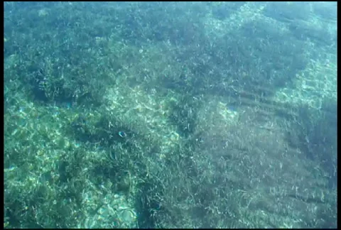 Tranquil Sea 库存影片 924466