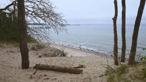 Tranquil sea shore with sandy beach driftwood and bare trees under cloudy sky Stock Footage 335290017