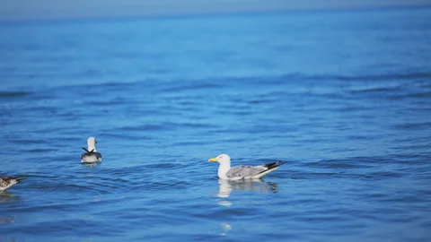 Tranquil seagulls on blue ocean with warm sun and soothing wave motion. Stock Footage 335296807