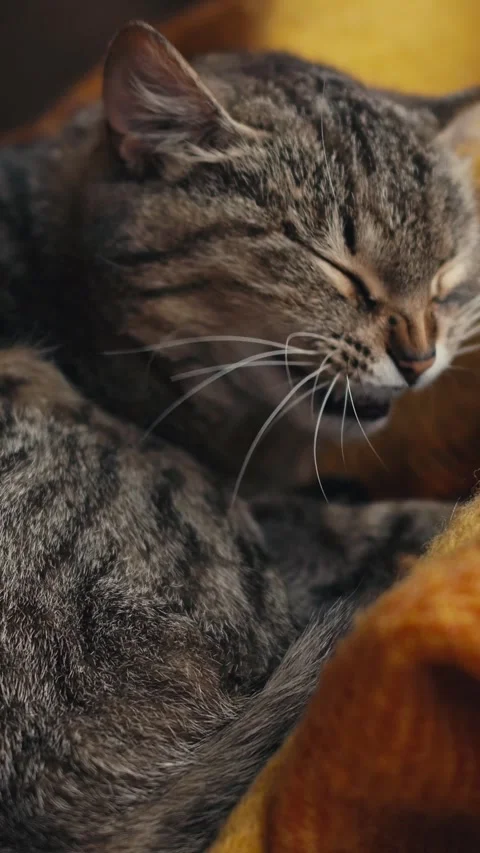 In a tranquil setting, a soft and fuzzy cat peacefully naps, nestled in a Stock Footage 310999697