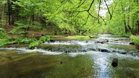 Tranquil Shallow River Flowing Through Green Forest – Peaceful Nature in 4K Stock Footage 311832395