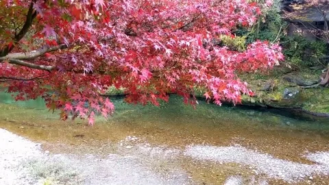 Tranquil Shallow River Under Red Leaf Tree Stock Footage 314697479