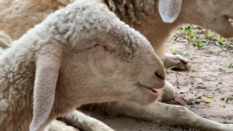 Tranquil Sheep Resting for Easter Stock Footage 288075878