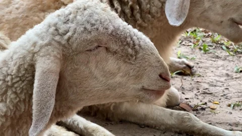 Tranquil Sheep Symbolizing Spring Peace Stock Footage 288075884