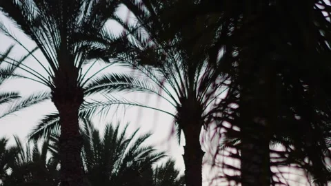 A tranquil shot of palm trees set against a dusky sky, gently swaying in th.. Stock Footage 286365343