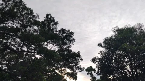 Tranquil Sky View scene Framed by Green Trees and Lampposts Vídeos de archivo 305370199