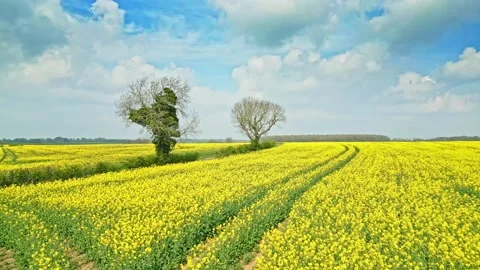 A tranquil slow motion drone shot capturing a yellow rapeseed crop with a c.. Vidéo 239416198
