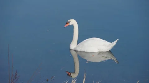 Tranquil slow-motion footage of an elegant white swan swimming in the lake Stock-Footage 233498003