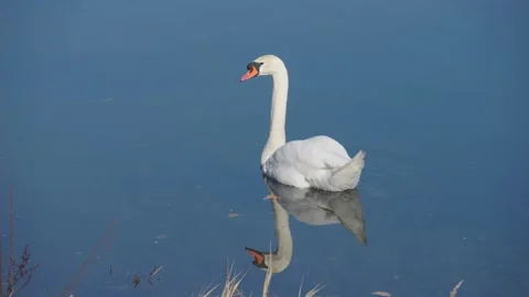 Tranquil slow-motion footage of an elegant white swan swimming in the lake Stock-Footage 233498013