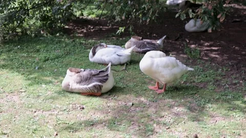 Tranquil Slumber: Ducks Resting Peacefully on the Green Meadow Stock Footage 249102698