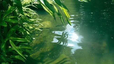 Tranquil Small Pond with Sparkling Water Ripples 4K Stock Footage 317626663