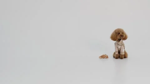 Tranquil small poodle sits calmly beside miniature play object Stock Footage 327205418