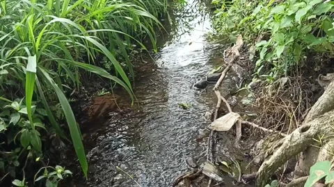 Tranquil Small River Flowing Through Grass and Tree Roots Stock Footage 304254809