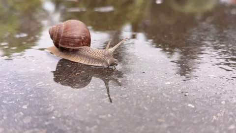 Tranquil Snail Crossing a Reflective Pond Stock Footage 308313636