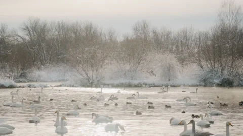 Tranquil snow covered scene featuring migrating waterfowl. Peaceful winter Stock Footage 338984299
