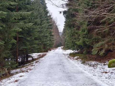 Tranquil snowy forest pathway lined with fir trees suitable for solitude an.. Stockfoto's