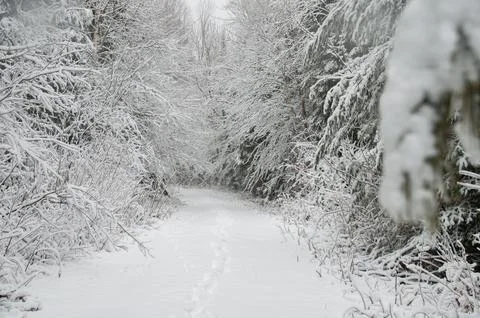 A tranquil snowy path with footprints in a winter forest Stock Photos