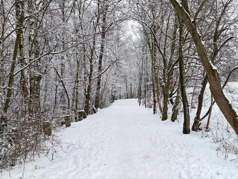 Tranquil snowy pathway bordered by frosted trees forming tunnel shapes and .. Stock Photos