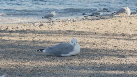 The tranquil sound and sight of waves accompany this visual of a solitary se Vidéo 320590059