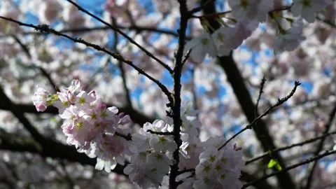 Tranquil Spring Cherry Blossoms in Soft Focus with Blue Sky Stock Footage 270186034