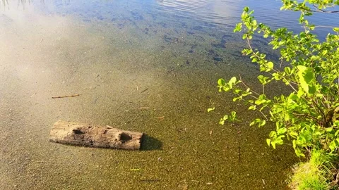 Tranquil spring forest landscape and Lake with vibrant foliage Stock Footage 327457692