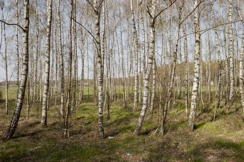 Tranquil Spring Forest with Tall Birch Trees in Symmetrical Natural Composition Stock Photos