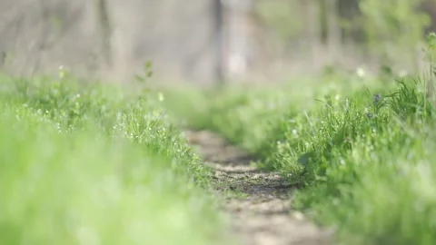 Tranquil Spring Pathway Surrounded by Lush Greenery | HLG Stock Footage 311899137