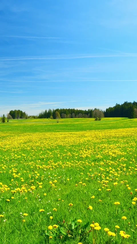 Tranquil Spring Timelapse: Dandelions Blooming in Green Meadows under a Clear Stock Footage 309220770