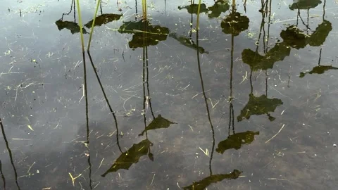 A tranquil still of lotus leaves reflected on a calm water surface Stock Footage 327831699