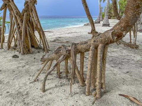 Tranquil Stilt Root Tree on Sandy Beach Foto stock
