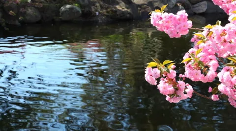 Tranquil Stream and Cherry Blossom Stock-Footage 68640468