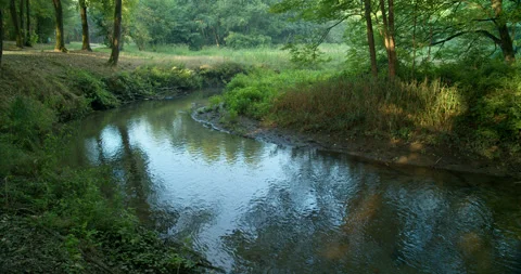 Tranquil Stream Curves Through Forest Environment Revealing Approaching Autumn Stock Footage 203013820