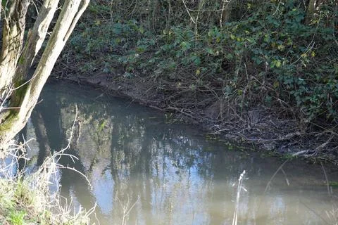 Tranquil Stream With Dense Vegetation And Sunlit Trees At Skylarks Nature Stock Photos