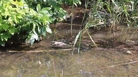 Tranquil Stream with Duck Feeding Among Reeds in Lush Greenery Stock Footage 312075217