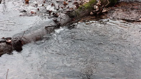 Tranquil Stream with Fallen Log in Early Spring Forest Scenery Stock Footage 305828666