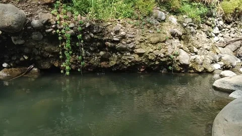 Tranquil stream flowing beside a rocky riverbank with hanging vines Stock-Footage 342962114