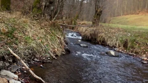 A Tranquil Stream Flowing Gently Through a Lush Green Forest Surrounded by Stock Footage 315974316
