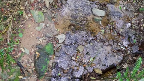 Tranquil Stream Flowing Over Rocks in Rainforest Stockbeeldmateriaal 311351809
