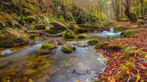 Tranquil Stream Flowing Through a Colorful Autumn Forest Stock-Footage 341645298
