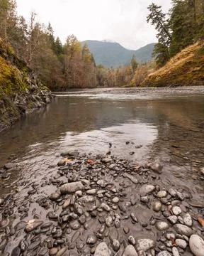 Tranquil Stream Flowing Through Forested Trail Foto stock