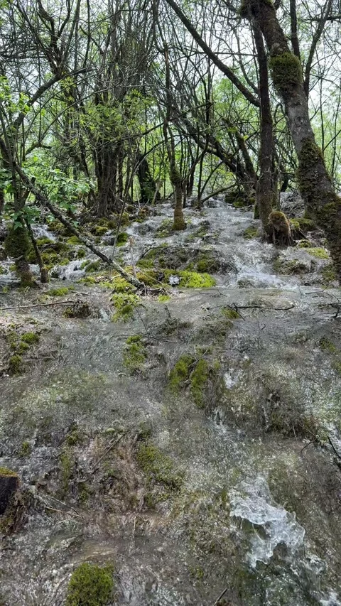 Tranquil Stream Flowing Through a Green Forest in Jiuzhaigou Sichuan China Видео 338373290