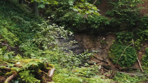 Tranquil Stream Flowing Through Lush Forest Video stock 282044499