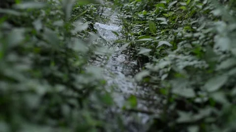 Tranquil Stream Flowing Through Lush Green Vegetation in Peaceful Nature Stock Footage 299800471