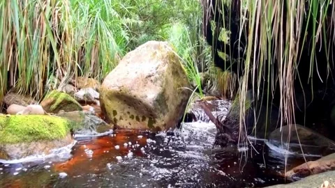 Tranquil stream flowing through lush green natural forest environment Video stock 310708288