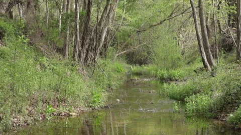 Tranquil Stream Flowing Through Lush Green Riparian Forest, Cyprus - 4K Stock Footage 333582629