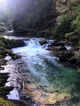Tranquil Stream Flowing Through Lush Green Forest in Bright Afternoon Sunlight Stock Photos